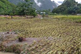 Công điện của Thủ tướng về đẩy mạnh khôi phục sản xuất nông nghiệp sau bão số 3