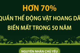 Hơn 70% quần thể động vật hoang dã biến mất trong 50 năm qua