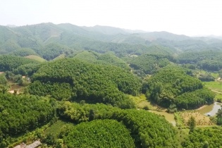 Ban hành Nghị định quy định về thanh lý rừng trồng