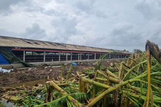 Chính sách hỗ trợ sản xuất nông nghiệp để khôi phục sản xuất vùng bị thiệt hại do thiên tai, dịch hại thực vật