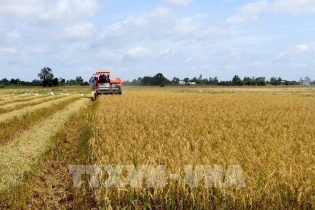 Thủ tướng chỉ đạo khẩn trương thực hiện các giải pháp đảm bảo cân đối cung cầu lúa gạo