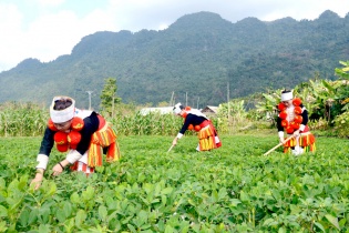 Điều chỉnh một số nội dung Chương trình phát triển kinh tế xã hội vùng dân tộc thiểu số và miền núi