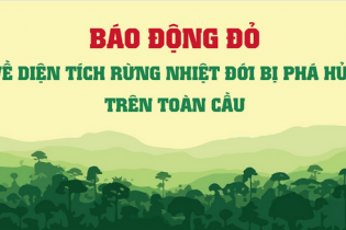 Báo động đỏ về diện tích rừng nhiệt đới bị phá hủy trên toàn cầu