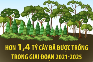 Hơn 1,4 tỷ cây xanh đã được trồng trong giai đoạn 2021 - 2025