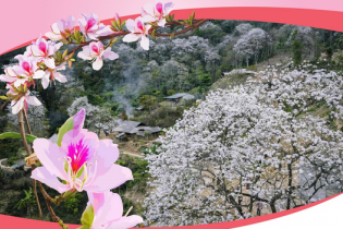 Lễ hội Hoa Ban năm 2026: Điểm hẹn mùa Xuân hấp dẫn