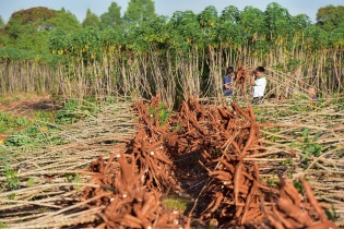 Dự án "Khoai mì bền vững" của Ajinomoto Việt Nam nhận được trợ cấp Chính phủ Nhật Bản