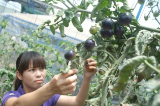 Cà chua đen ở Đà Lạt "đắt hàng"