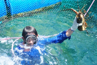 Dân đảo Lý Sơn đầu tư tiền tỷ nuôi thủy sản quý