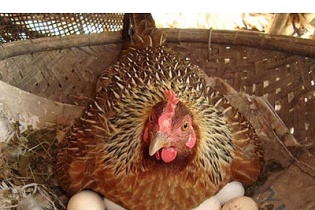 Những vụ kiện "có một không hai" ở Việt Nam làm khó tòa khó xử