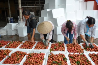 Doanh nghiệp mua vải thiều giá cao hơn 10% thương lái Trung Quốc