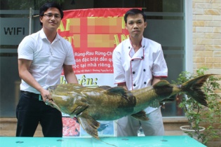 Hà Nội: Cận cảnh cá Chiên “khủng” nặng 40kg