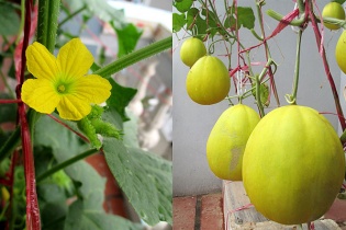 Ngắm vườn dưa trĩu quả trồng trong thùng xốp 