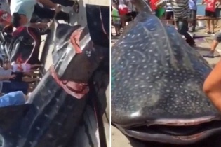 Ngư dân dùng cưa xẻ thịt con cá mập voi còn sống gây phẫn nộ