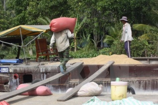 Đồng bằng sông Cửu Long: Giá một số loại lúa gạo tăng trở lại
