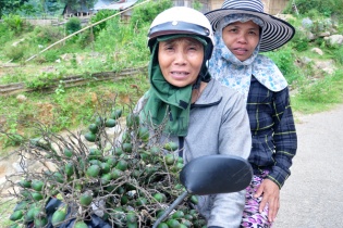 Hàng trăm thương lái đổ xô mua cau non bán sang Trung Quốc