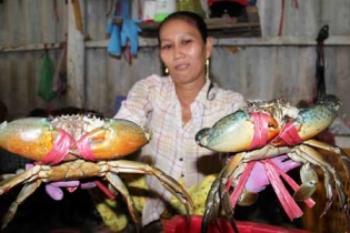 Cà Mau: Cua biển rớt giá một nửa