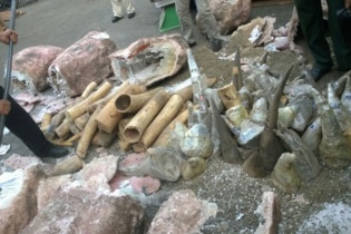 Ngà voi, sừng tê giác bị thổi phồng tác dụng để trục lợi