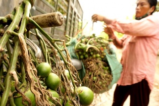 Cận cảnh thương lái “săn” cau non xuất sang Trung Quốc