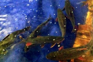 Giới sành ăn ở Hà thành lùng mua cá Bỗng sông Gâm chục năm tuổi