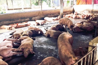Thủ đoạn mới đưa chất cấm có chất Sabutamol vào nuôi lợn