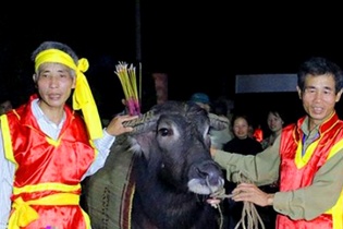 Lễ hội tổ chức vào mùa xuân: Lễ hội cầu trâu