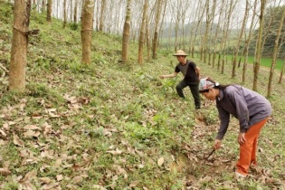 Tái cơ cấu doanh nghiệp nông nghiệp vẫn chồng chất khó khăn