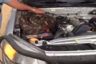 Chủ xe sợ chết khiếp khi thấy trăn Châu Phi dài 3 mét dưới nắp capô