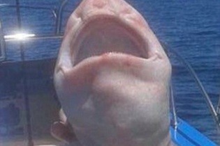 Bắt được "cá ngoài hành tinh" ngoài khơi biển Mexico