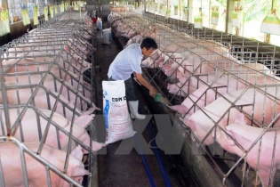 Thương lái Trung Quốc đột ngột giảm mua khiến lợn sụt giá