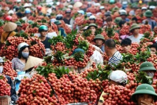 Hơn 200 thương lái Trung Quốc vào Bắc Giang giám sát thu mua vải thiều