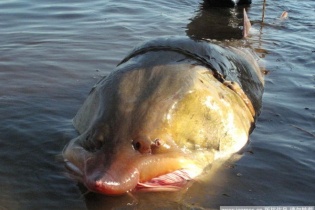 Tìm hiểu loài cá tầm khổng lồ, nặng cả tấn