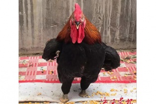Chú gà trống với hành động phi thường được so sánh với Quan Vũ