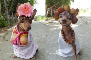 Chú chó mặc quần áo bán hoa quả gây sốt trên mạng xã hội