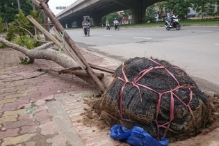 Hà Nội công bố tên các công ty trồng cây xanh bị bật gốc lộ bọc nilon 