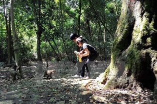 Tây Ninh: Nguyên nhân 13 người bị khỉ cắn gây thương tích 