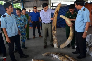 Triệt phá vụ buôn lậu ngà voi khủng trị giá triệu đô la