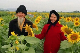 Ngưỡng mộ ảnh cụ ông nắm tay cụ bà giữa cánh đồng hướng dương 