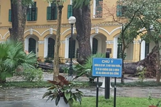 Hà Nội: Cây xà cừ bật gốc trong sân trường, 4 học sinh nhập viện