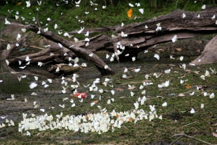 Vườn quốc gia Cúc Phương vào mùa bướm trắng