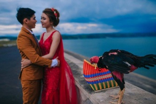 Chú rể đưa gà chọi vào làm "đạo cụ" chụp ảnh cưới