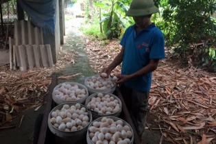 Khủng hoảng trứng gà: 1.000 đồng/quả, ế chất đống đầy nhà