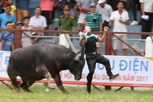 Bắn chết trâu chọi húc chủ, lấy mẫu xét nghiệm
