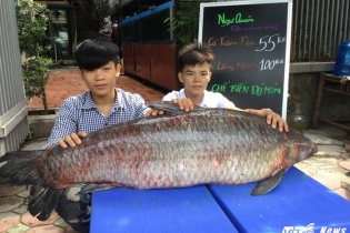 Cá trắm đen kỷ lục nặng 55kg "bơi" từ Thác Bà về Hà Nội