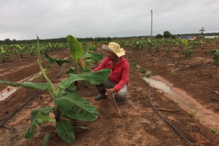Nông nghiệp công nghệ cao - hướng đi tất yếu cho nông sản Việt