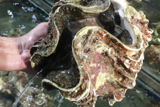 Đại gia Hà thành ăn ốc tai lượng nặng 10kg, giá 4 triệu