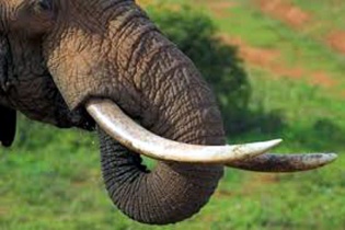 Đánh tráo ngà voi, 2 nhân viên Cục Hải quan Hà Nội bị khởi tố