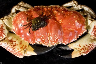 Nhà giàu Việt tìm mua cua Australia khổng lồ giá vài chục triệu đồng 1 con