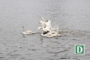 Vì sao Hà Nội bất ngờ chuyển 12 con thiên nga khỏi hồ Hoàn Kiếm?