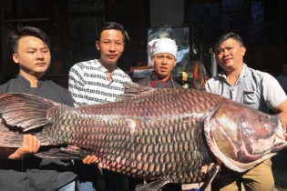 Chi hàng chục triệu đồng mua cá hô để... "ăn cầu may"!