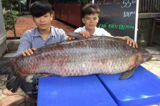 Trắm đen khổng lồ to hơn người: Huyền thoại "thủy quái" hồ Thác Bà